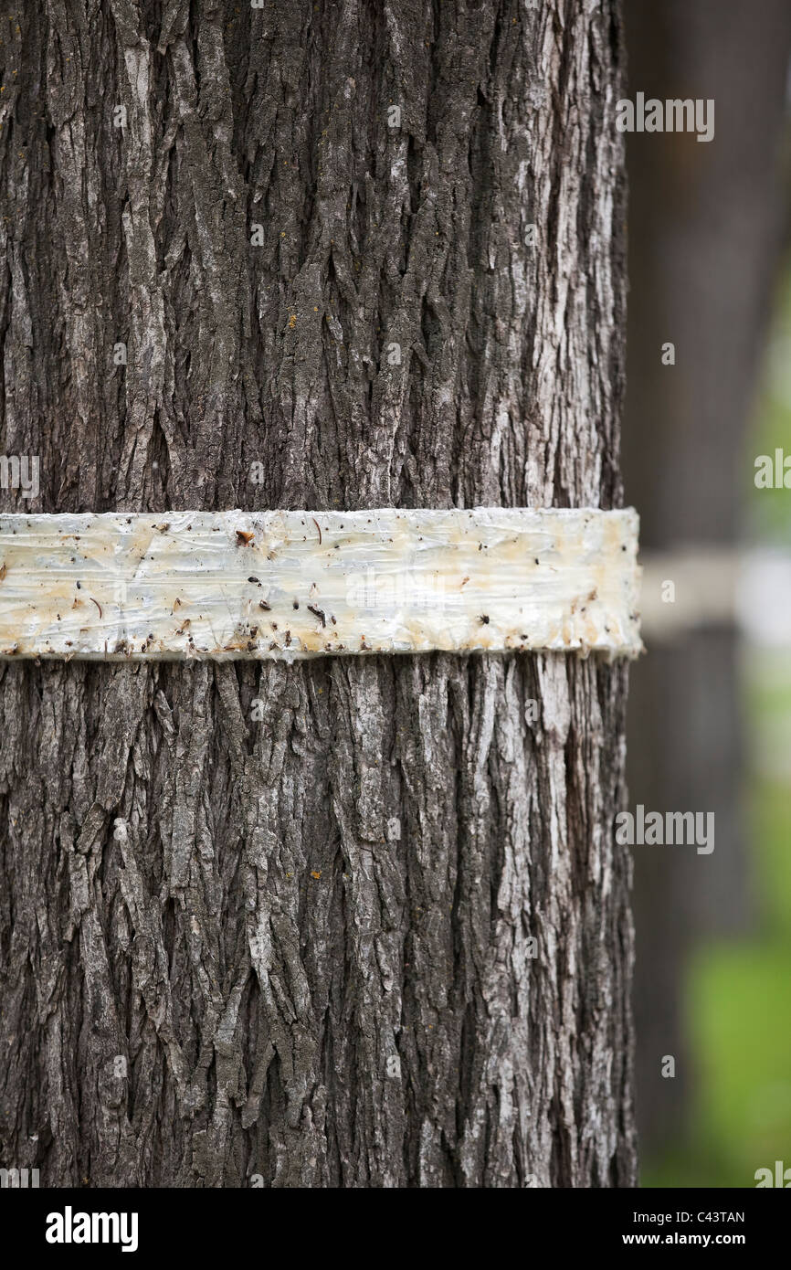 Baum Streifenbildung von Ulmen.  Winnipeg, Manitoba, Kanada. Stockfoto