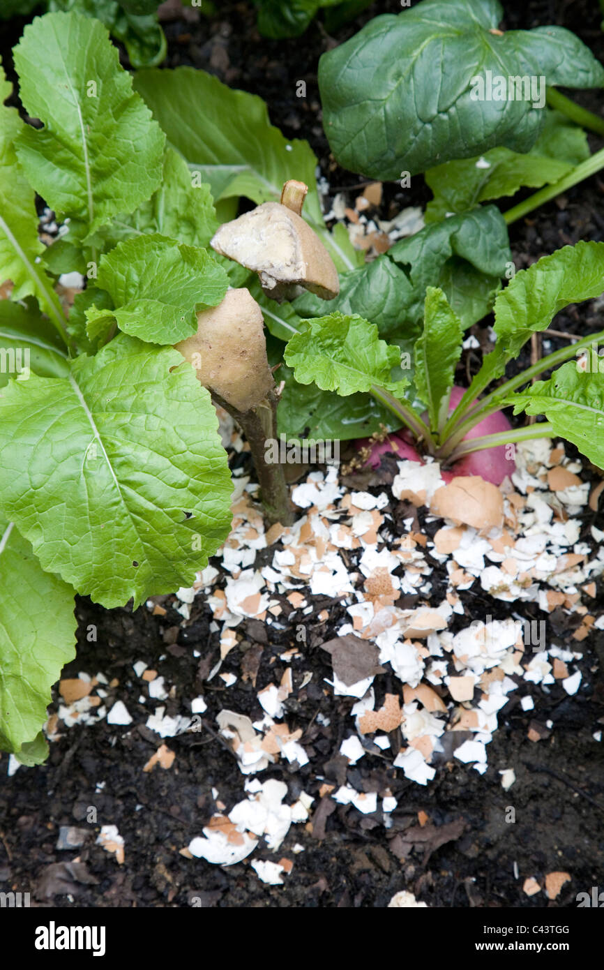 Natürliche Schädlingsbekämpfung. Wireworm Falle, Stück Kartoffel auf einem Stick. Eierschalen, Schnecken abzuschrecken. Stockfoto