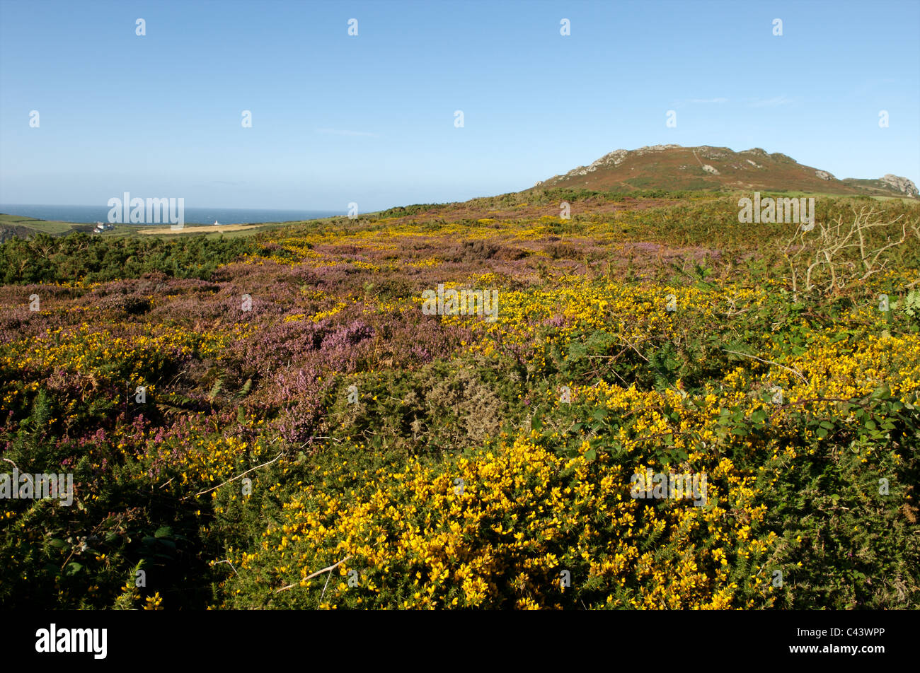 Stolperfallen Kopf, Pembrokeshire, Wales Stockfoto