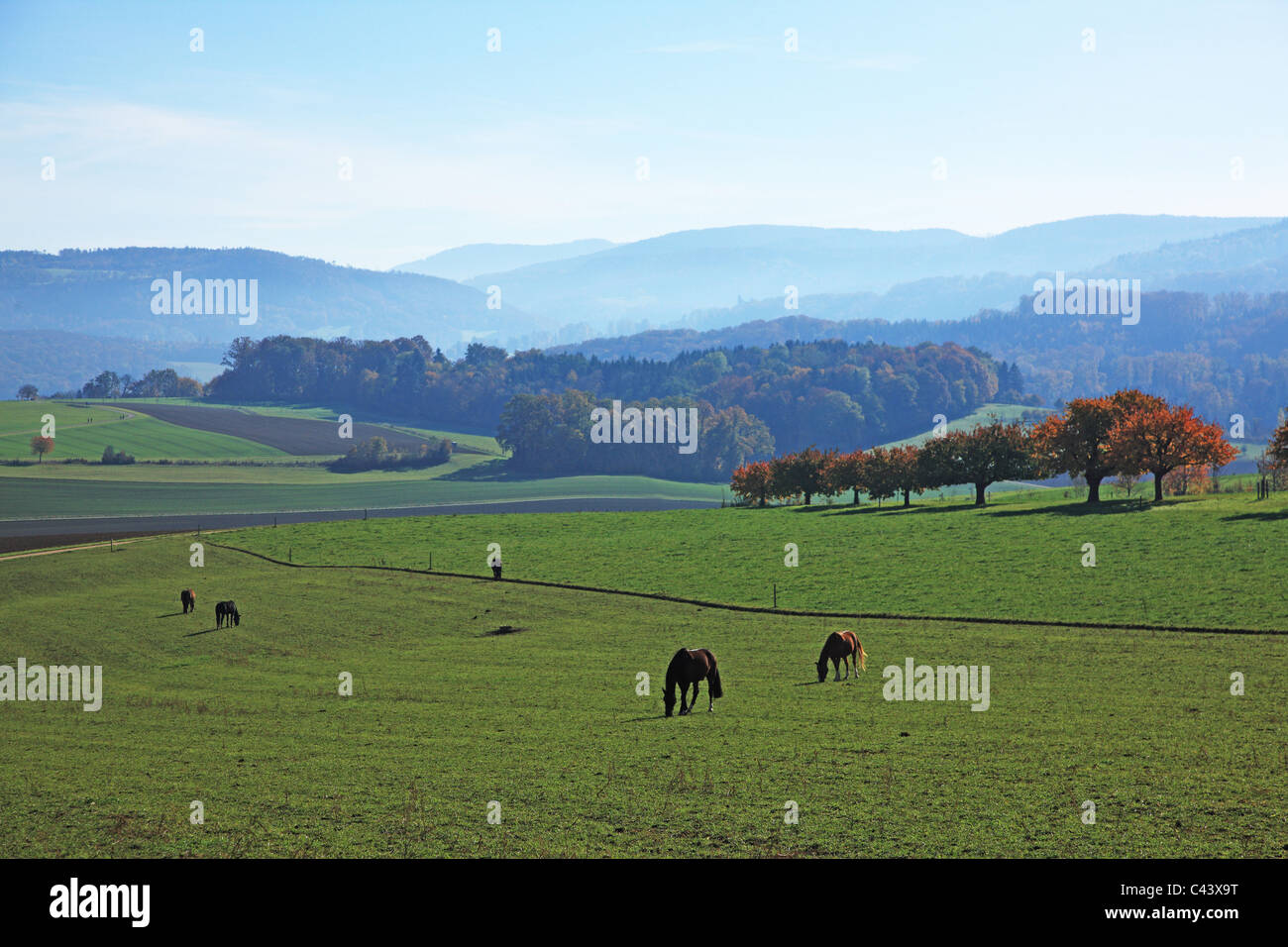 Natur, Geographie, Landwirtschaft, ländliche, Wiese, Landschaft, Herbst, Baum, Berg, Scenic, Schweiz, Baselland, Horizontal Stockfoto