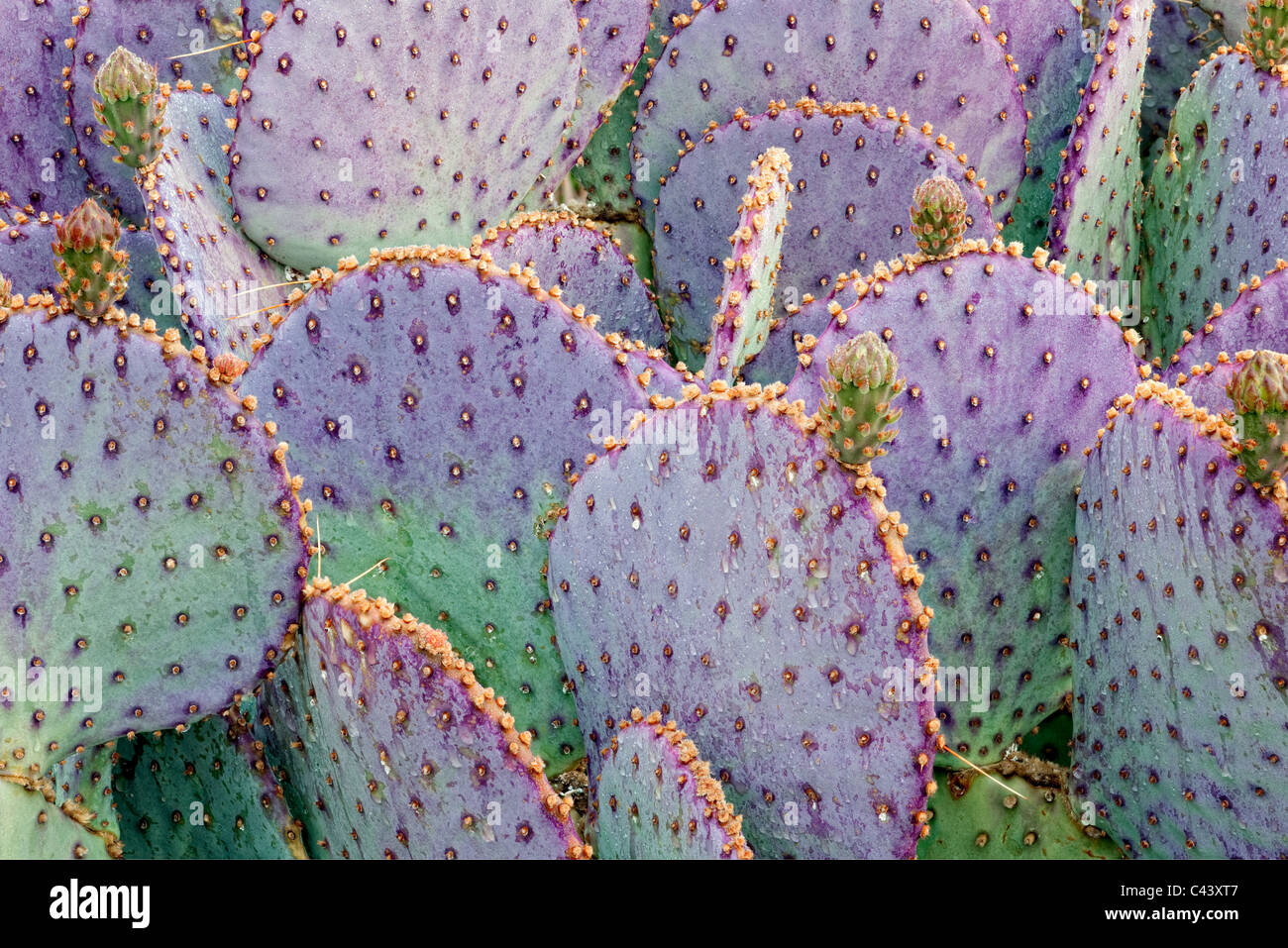 Regentropfen sammeln auf Santa Rita Prickly Pear Cactus in Green Valley, Arizona. Stockfoto