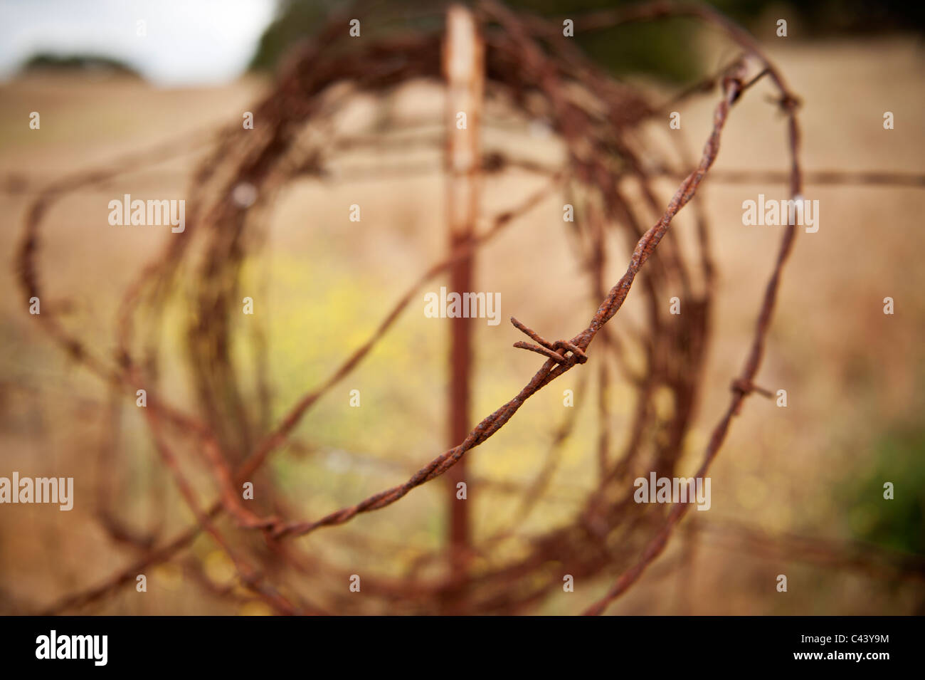 Alte verrostete Spule aus Stacheldraht auf Ranchland Zaun, California Stockfoto