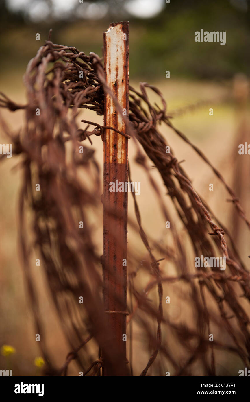 Alte verrostete Spule aus Stacheldraht auf Ranchland Zaun, California Stockfoto