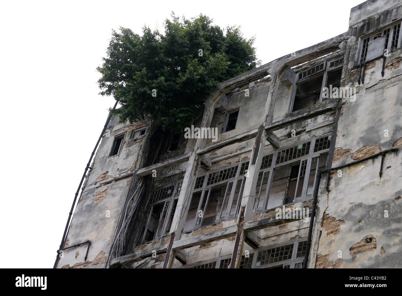 Verfiel Gebäude hat einen Baum wächst aus ihm heraus. Schuss in einer der Nebenstraßen von Kubas "La Habanna" aufgenommen. Stockfoto