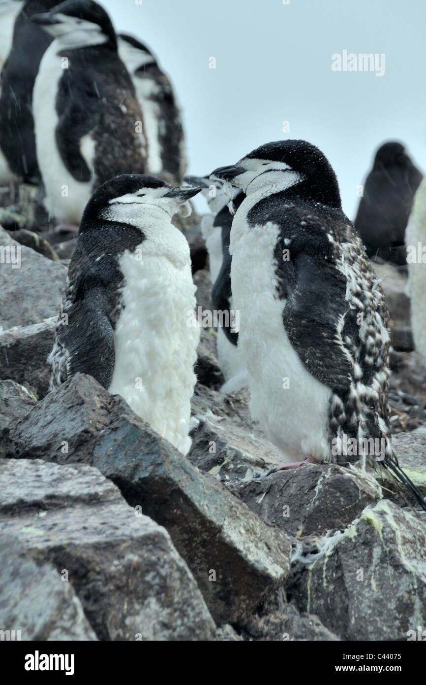Paar der Kinnriemen Pinguine, Antarktis. Stockfoto