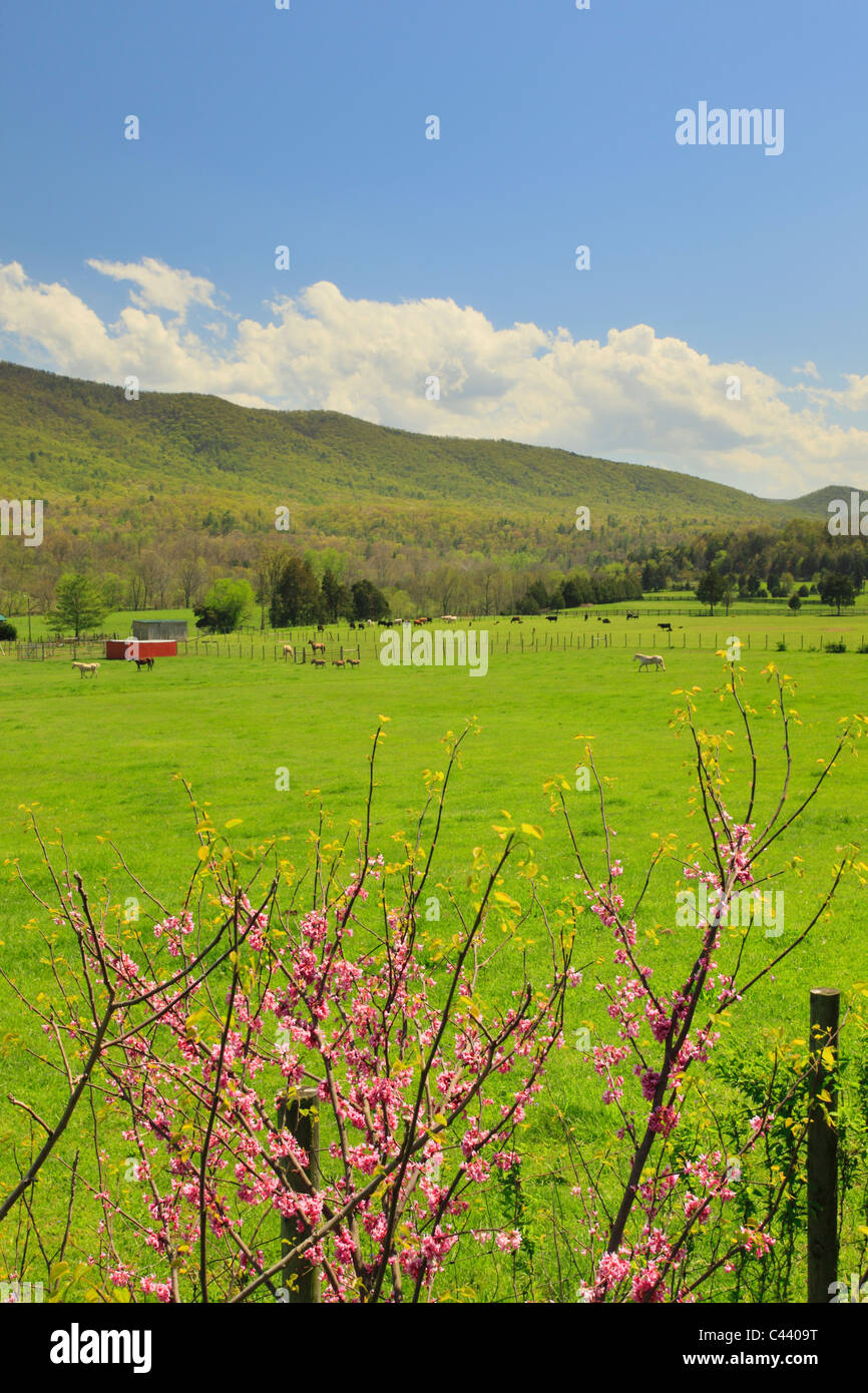 Redbud Baum Fort Valley, sieben Brunnen, Shenandoah Valley, Virginia, USA Stockfoto