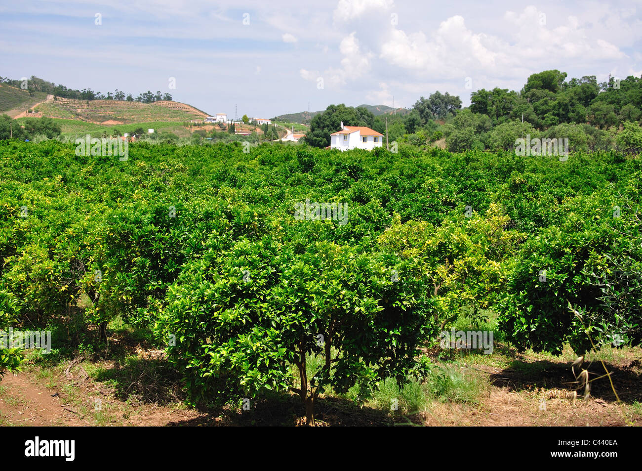 Orangenhain im Tal in der Nähe von Silves, Region Distrikt Faro, Algarve, Portugal Stockfoto
