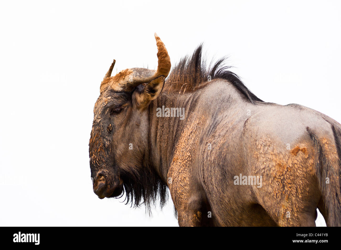 GNU, oder Gnus. Eine große afrikanische Antilope Stockfoto