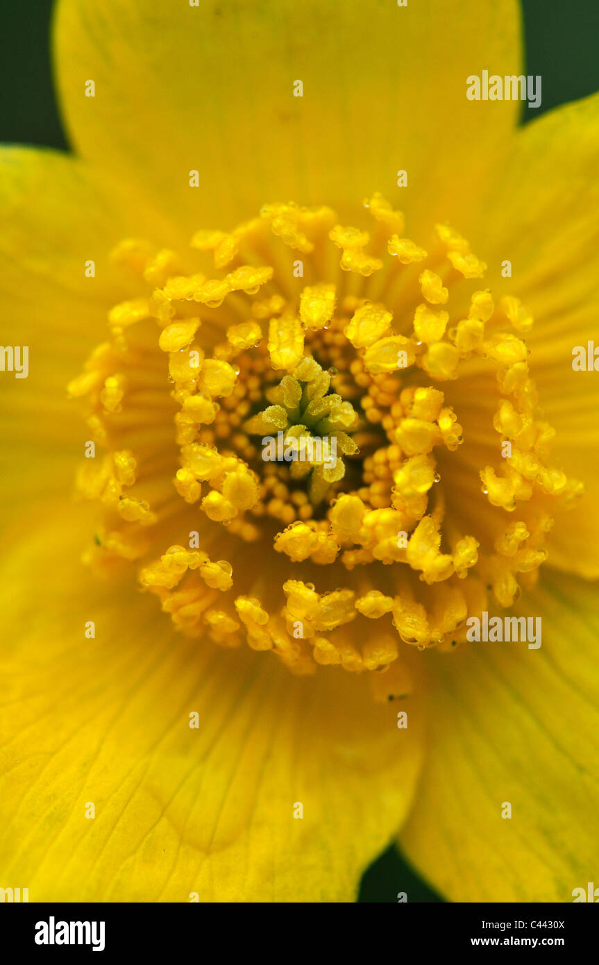 Das Zentrum von einem hellen Gelb Marsh Marigold (Caltha Palustris), eine britische wilde Blume UK Stockfoto