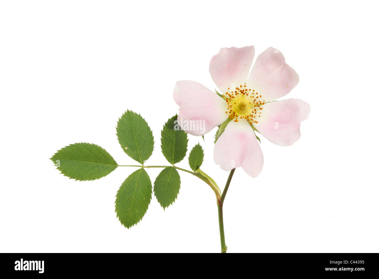 Dog Rose Blume und Blätter isoliert gegen weiß Stockfoto
