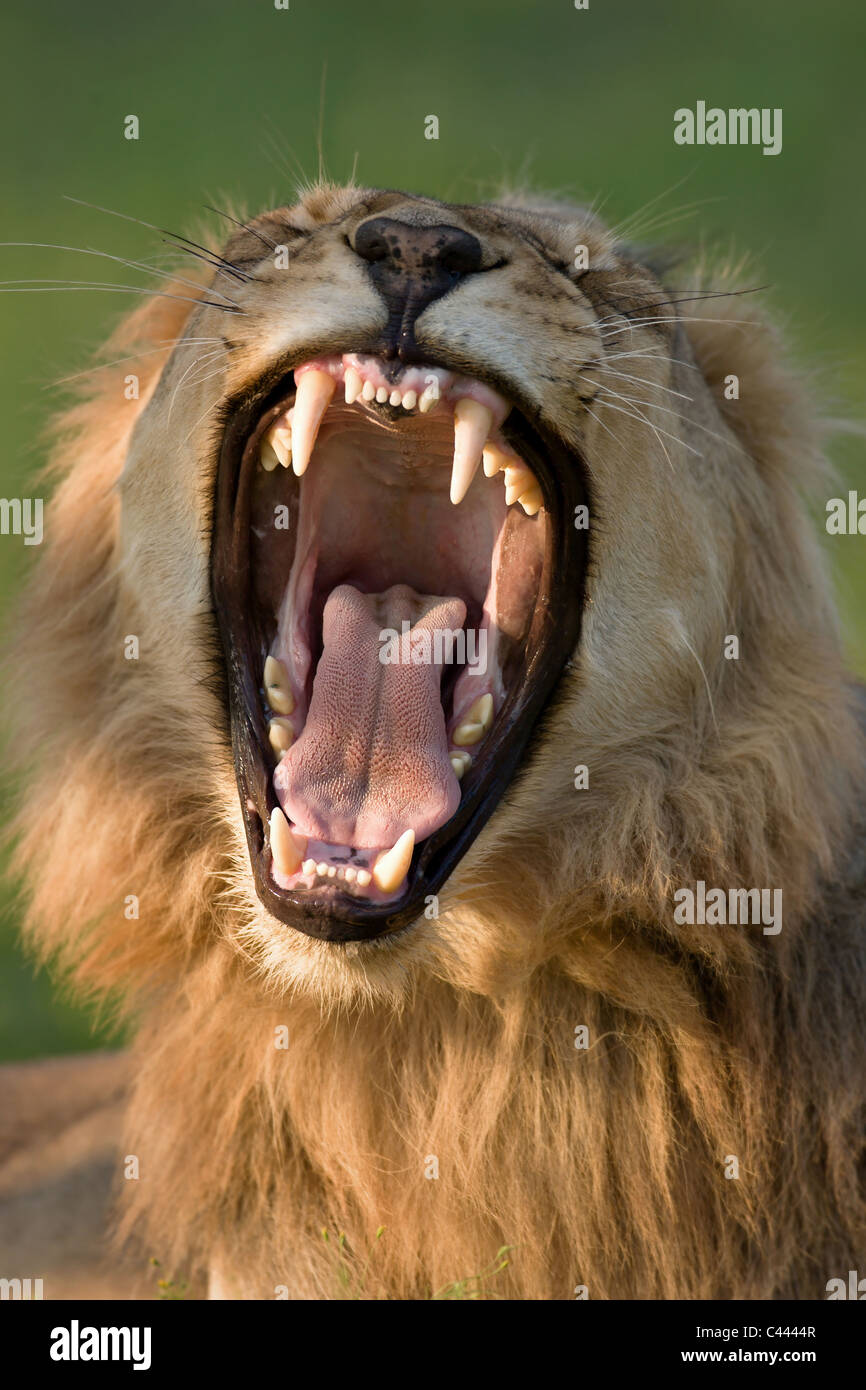 Gefährliche Zähne eines jungen männlichen Löwen - Krüger Nationalpark - Südafrika Stockfoto