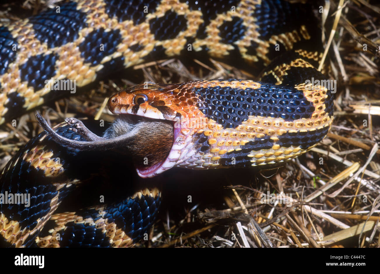 Fox-Schlange, Pantherophis Vulpinus, ehemals bieten Vulpina, Essen Maus, Nordamerika Stockfoto