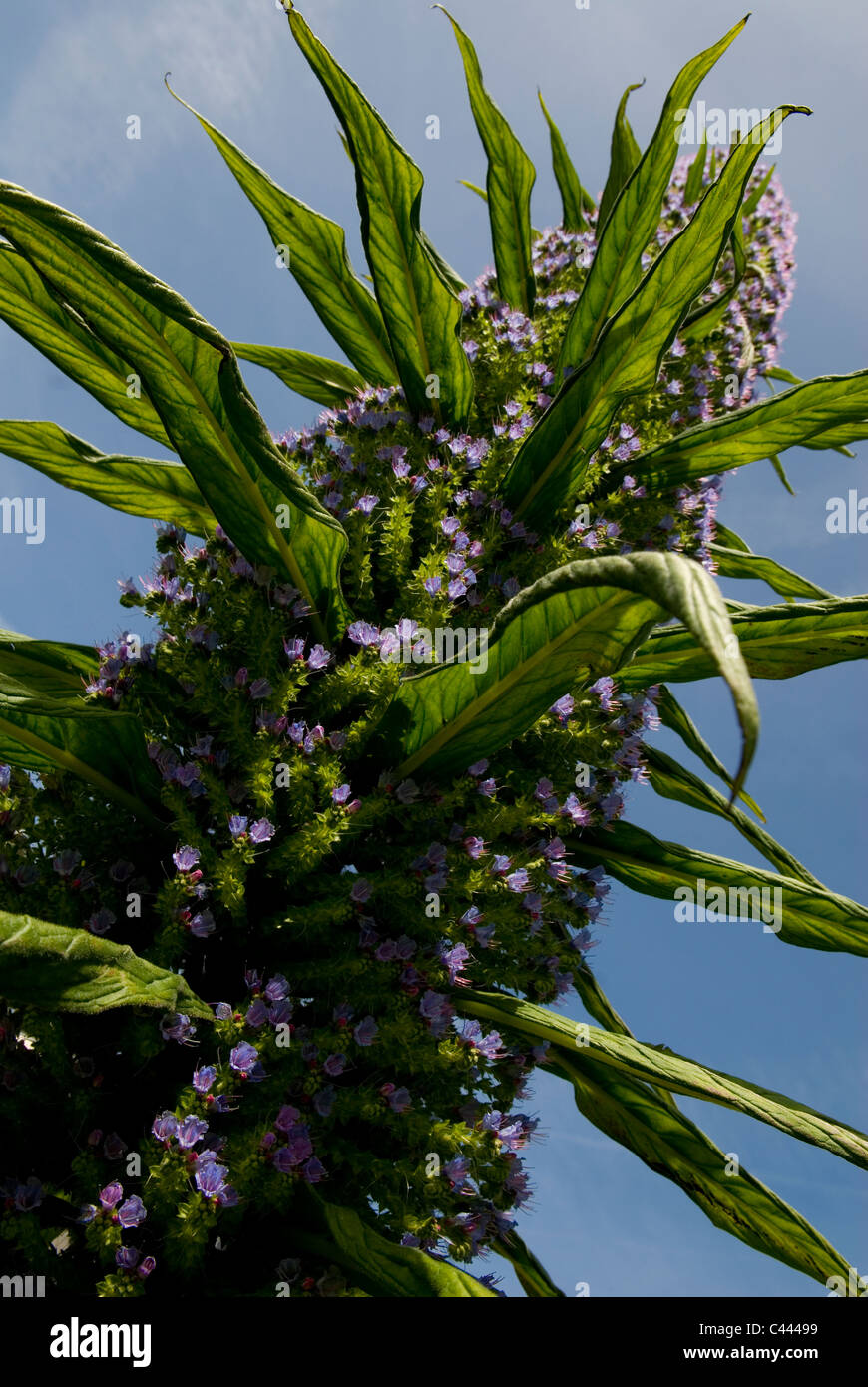 Echium Pininana in Blüte Stockfoto