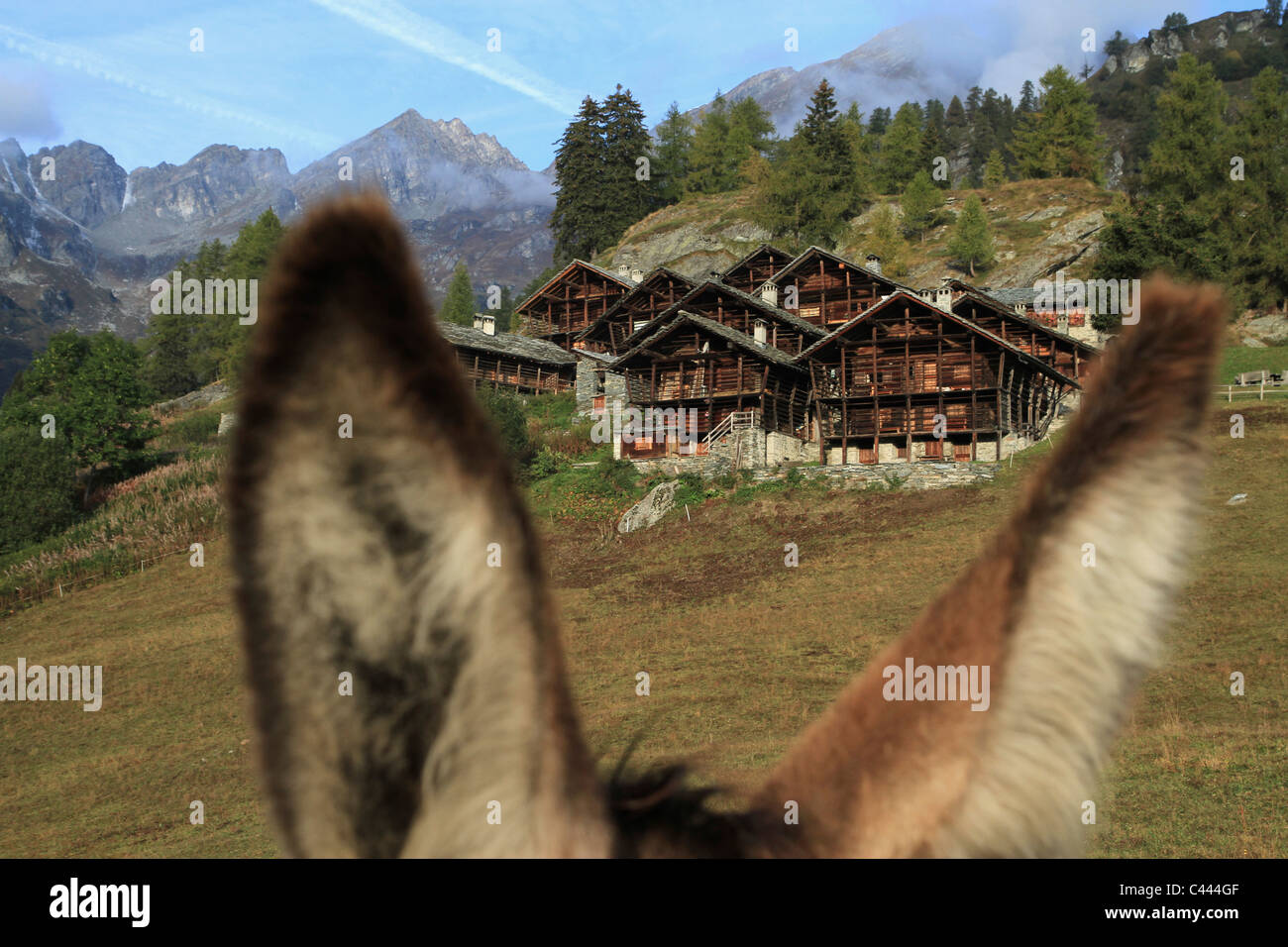 Ein Chalet gesehen zwischen den Ohren eines Esels, Alagna, Monte Rosa, Piemont, Italien Stockfoto