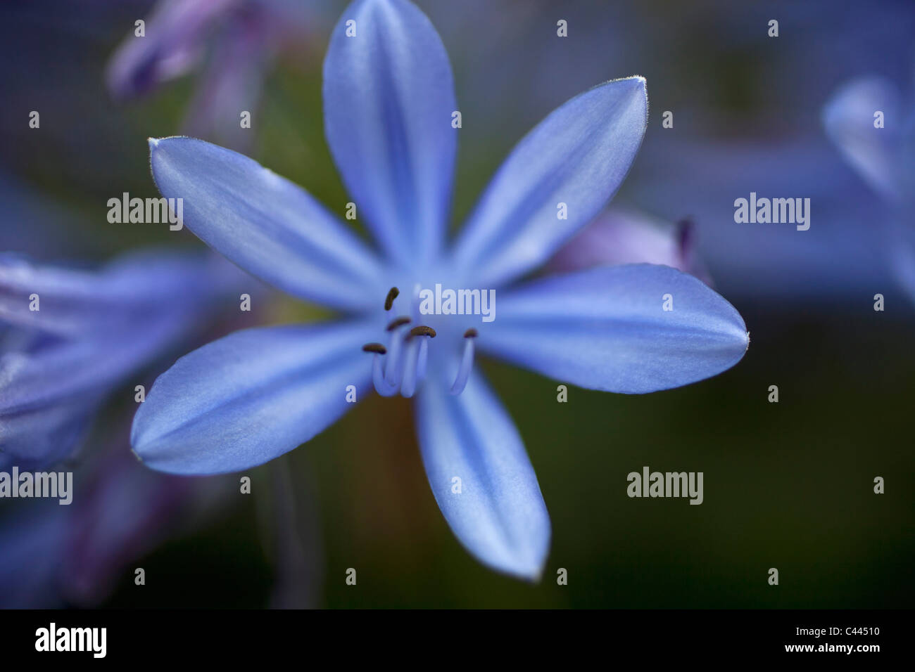 Eine lila Blume Stockfoto