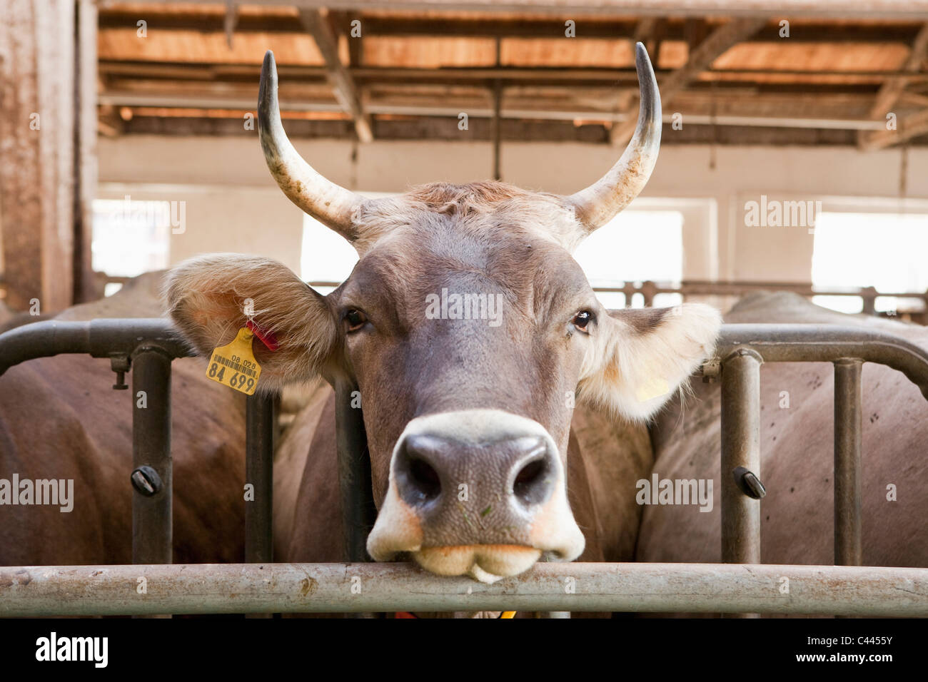 Ein Stier in einem Stall Stockfoto