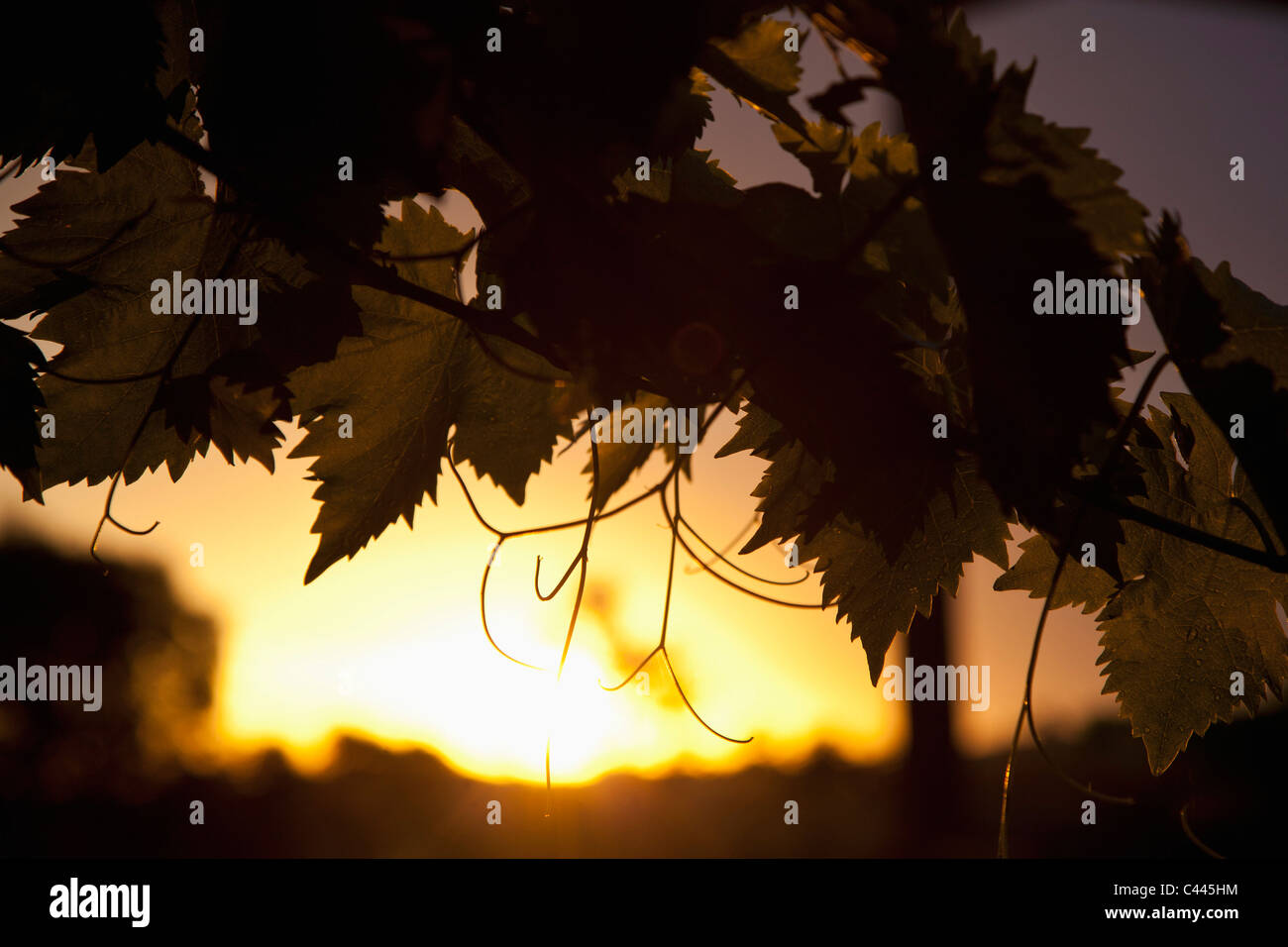 Detail von Weinlaub und die Sonne in der Ferne Stockfoto