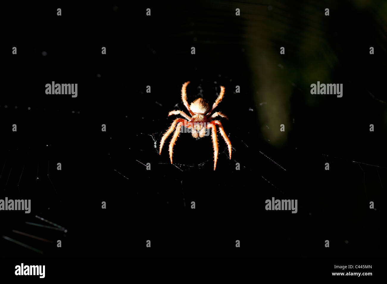 Ein Orb Spider in einem Netz in der Nacht Stockfoto