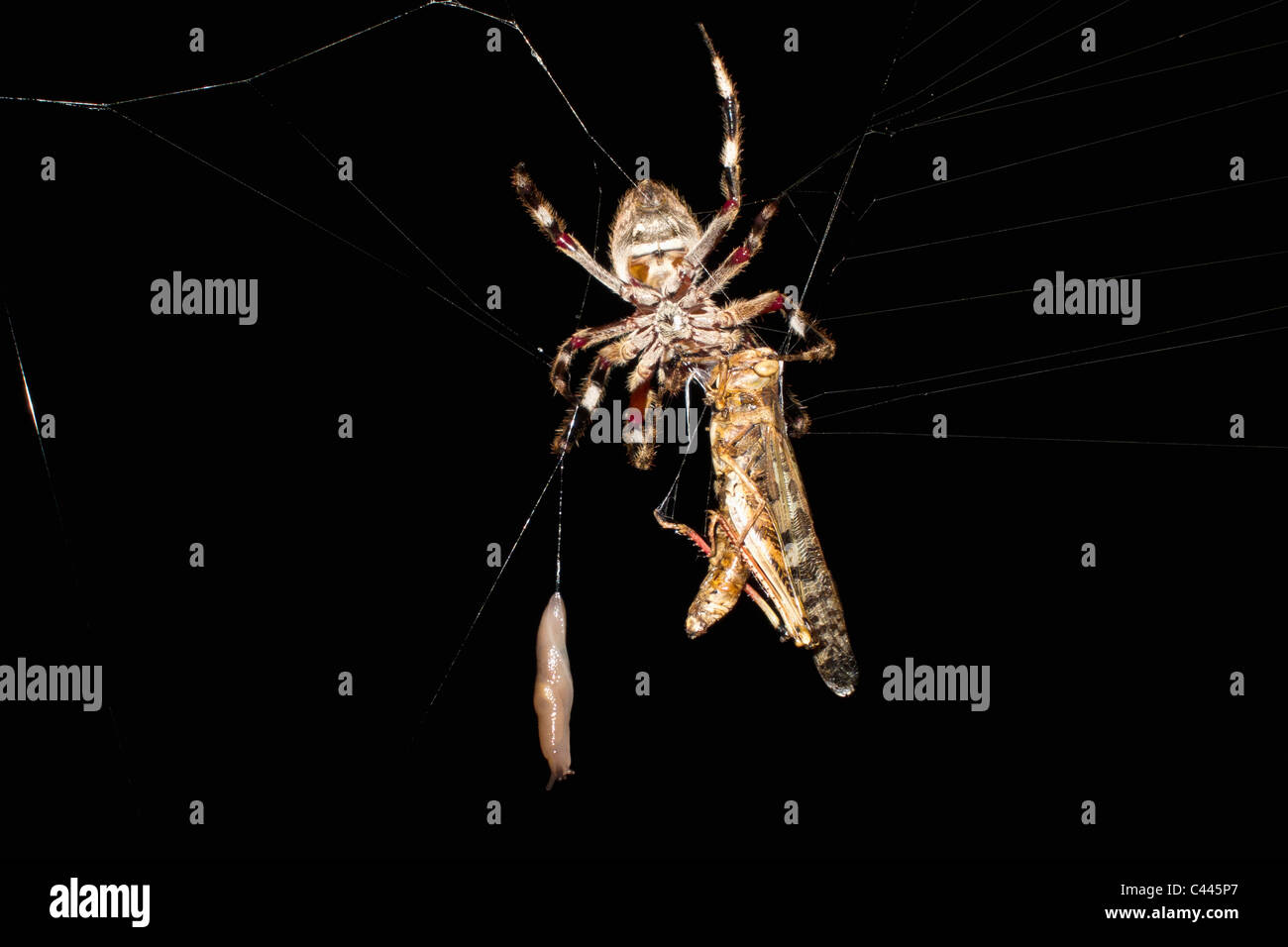 Ein Orb Spider in einem Netz mit einer Motte in der Nacht Stockfoto