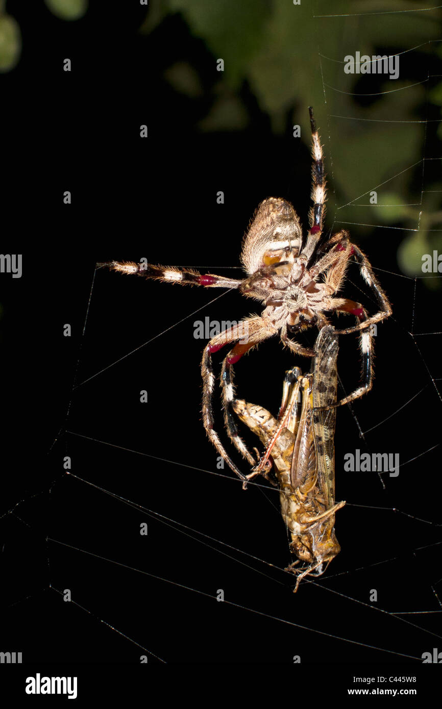 Ein Orb Spider in einem Netz mit einer Motte in der Nacht Stockfoto