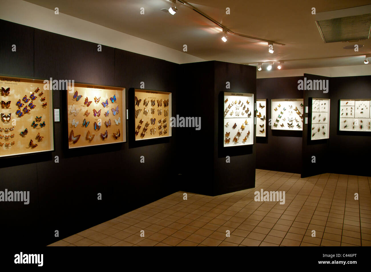 tropischen Insektensammlung, Schmetterling Welt, Passatwinde Park, Florida, Showroom, Ausstellung, USA, Nordamerika, Schmetterlinge Stockfoto