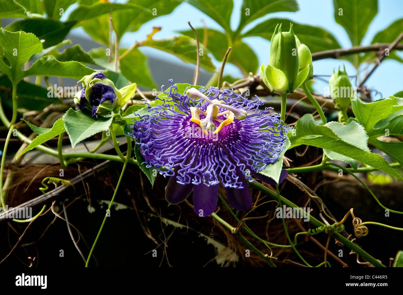 Passion flower, Passiflora-Gattung, Passatwinde Park, Florida, Blume, USA, Nordamerika, Pflanze Stockfoto