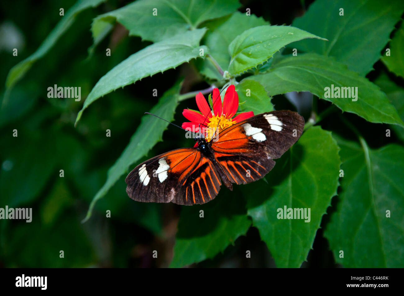 Schmetterling, Gattung Heliconius, Florida, Schmetterling Welt, USA, Blume, Tier Stockfoto