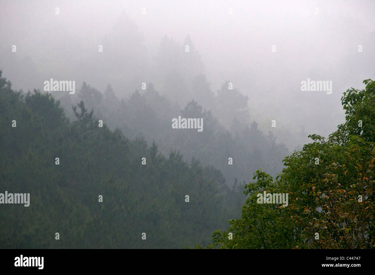 Tam Dao Nationalpark, Vietnam, Asien, Nebel, Wald, Bäume, Nationalpark Stockfoto