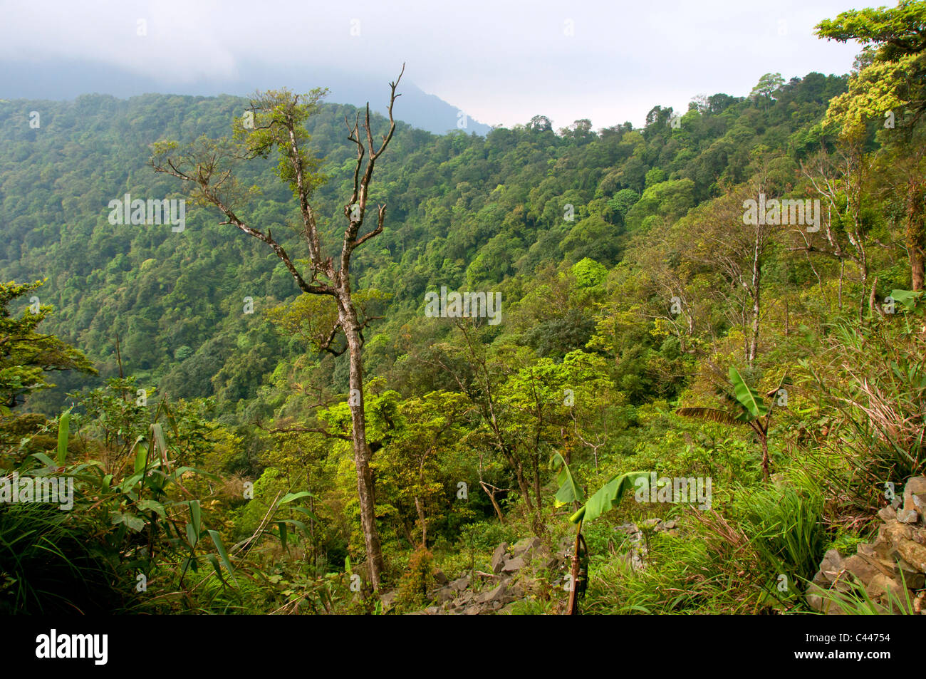 Tam Dao Nationalpark, Vietnam, Asien, Wald, Bäume, Palmen, Bäume, Nationalparks, Regenwald Stockfoto