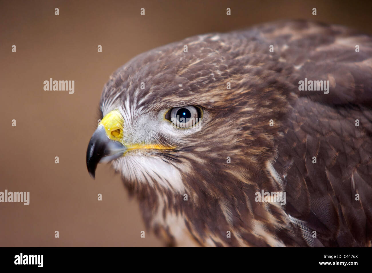 Europäische Bussard - Raubvogel Stockfoto