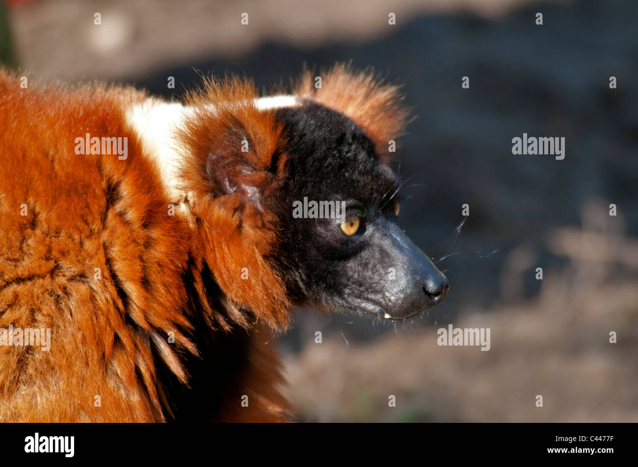 roten Ruffed Lemur, Varecia Variegata Rubra, gefährdet, Tier, Seitenansicht, Kopf, Schnauze, Lemur, Nahaufnahme Stockfoto