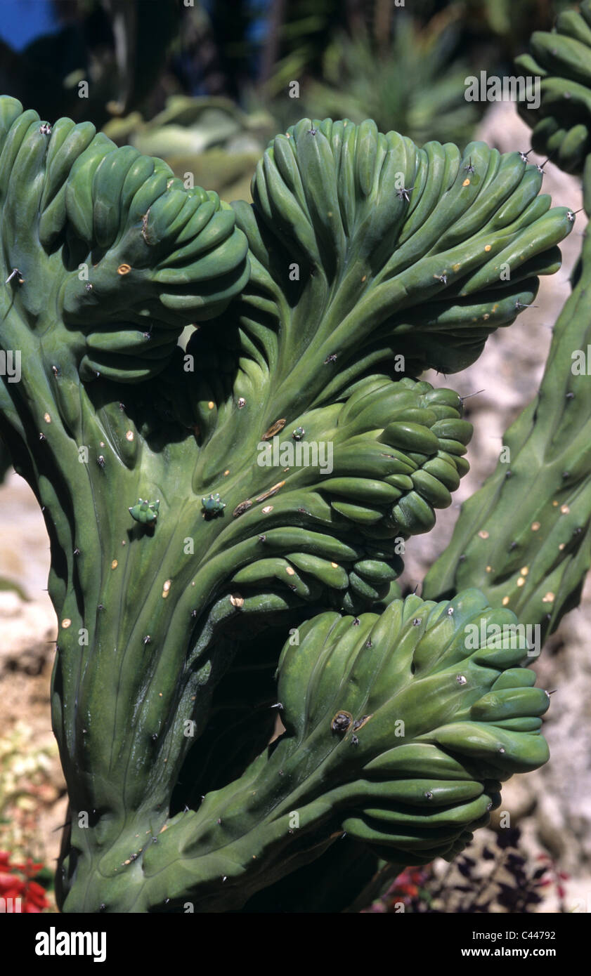 Myrtillocactus Geometrizans Monstruosus Kakteen (Cactaceae) in exotischen botanischen Gärten in Monaco Stockfoto