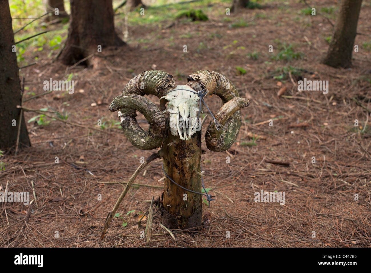 Widder Schädel auf Baumstumpf. Stockfoto