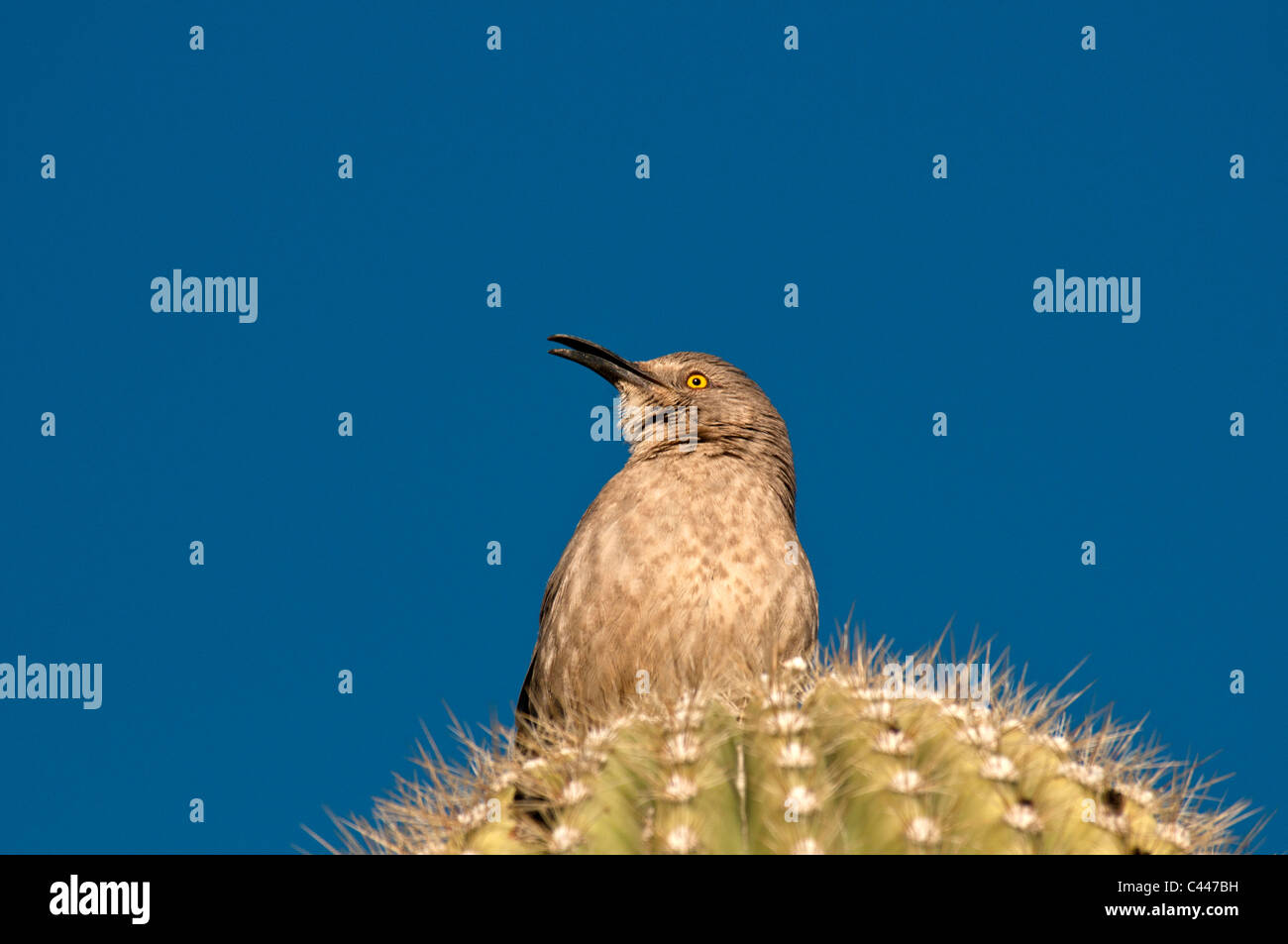 Kaktus-Zaunkönig, Vogel, Tier, Porträt, Saguaro Kaktus, Organ Pipe Cactus National Monument, Arizona, März, USA, Nordamerika, Am Stockfoto