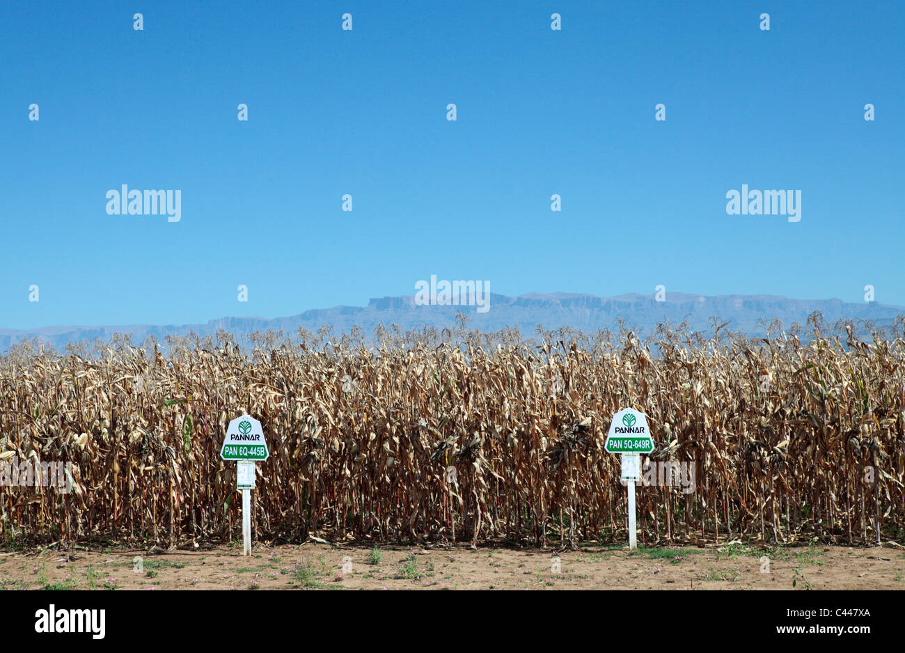 Testversion von gentechnisch veränderten Mais-Ernte Stockfoto