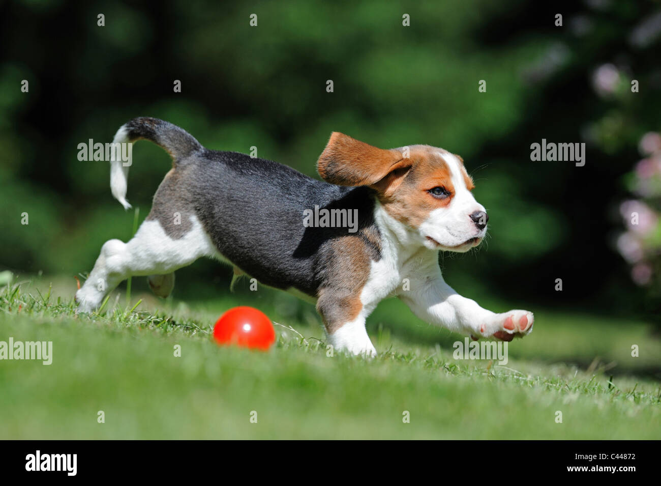 Beagle (Canis Lupus Familiaris), Welpen mit roten Ball laufen. Stockfoto