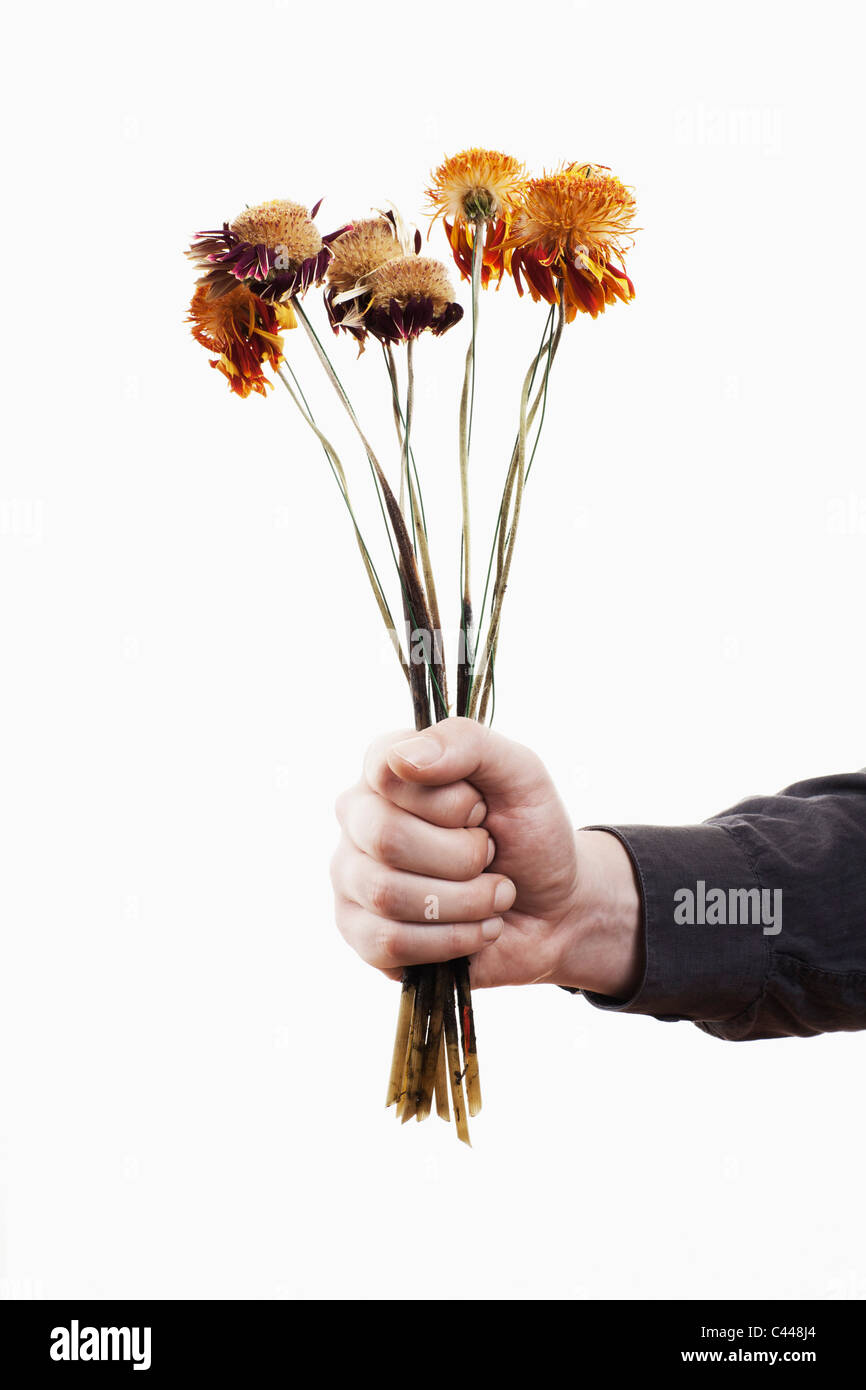 Ein Mann hält eine Reihe von toten Blumen, Nahaufnahme von hand Stockfoto