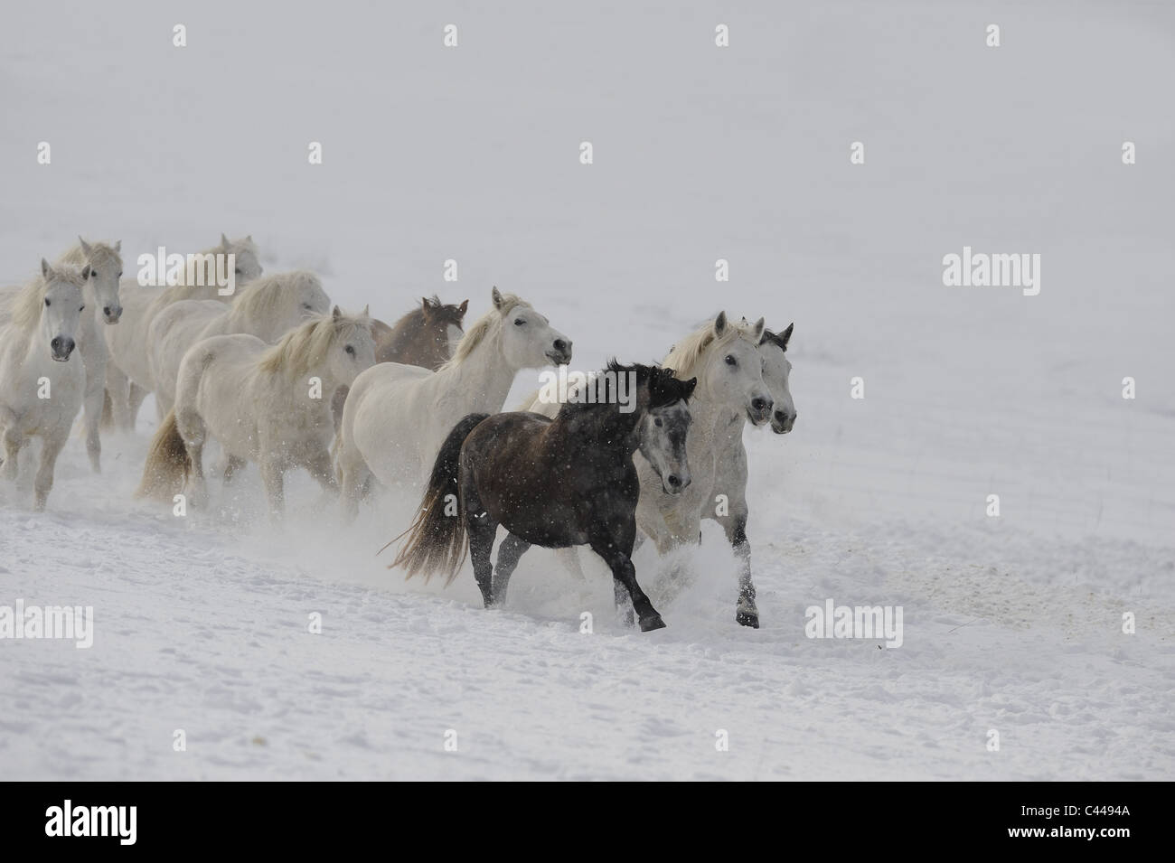 Connemara Pony (Equus Ferus Caballus), Herde von Stuten im Galopp auf Schnee. Stockfoto