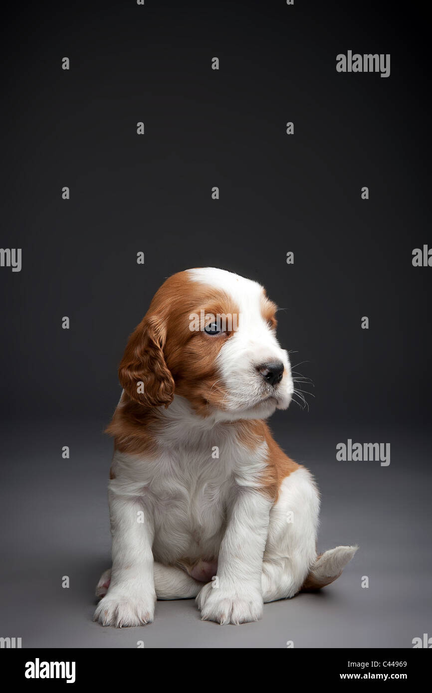 Welsh Springer Spaniel Welpen. Stockfoto