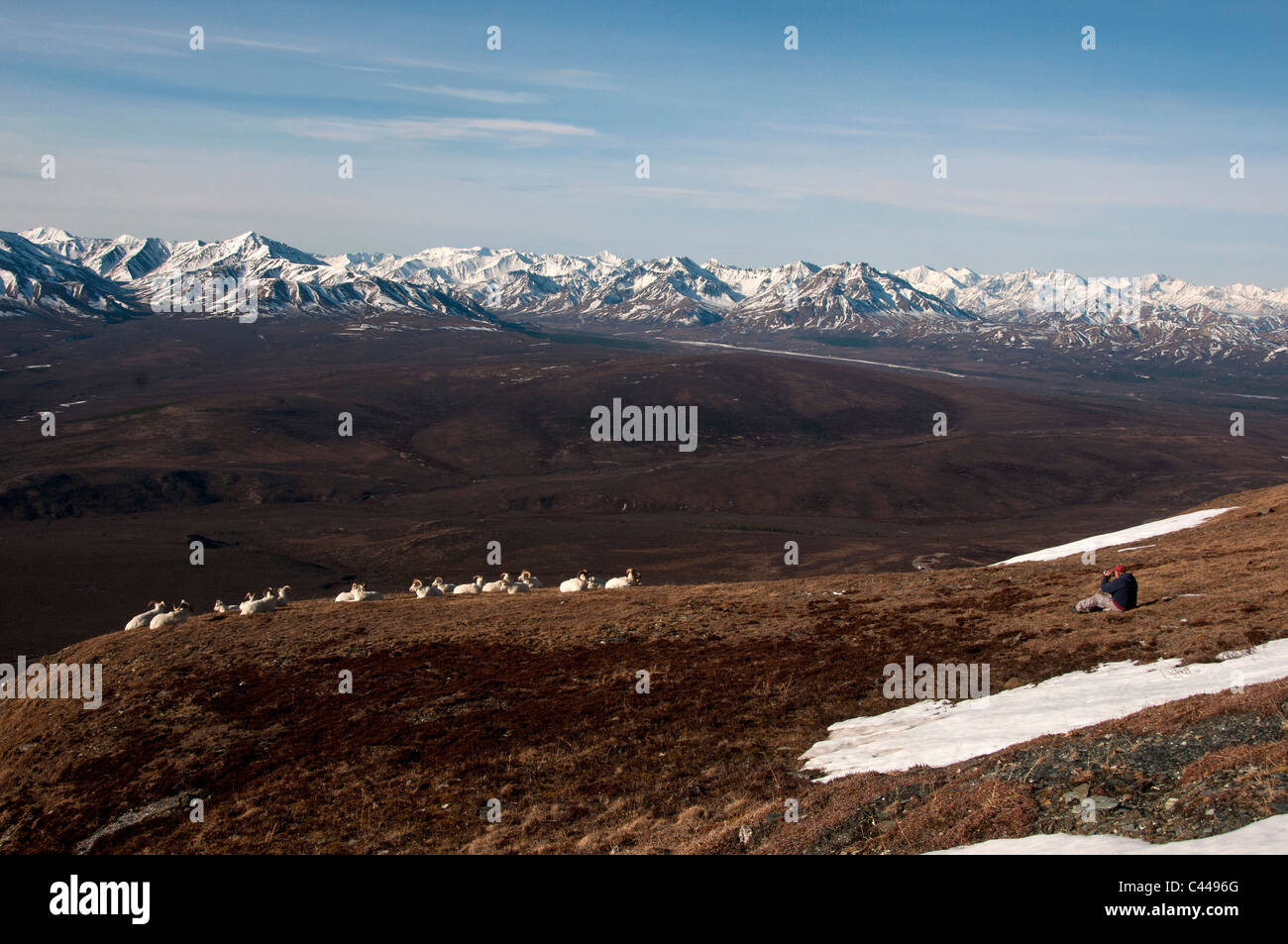 Dall-Schafe, Ovis Dalli, Denali National Park & zu bewahren, USA, Amerika, Nordamerika, Mai, Schafe, Gruppe, Herde, viele weiße, Anim Stockfoto