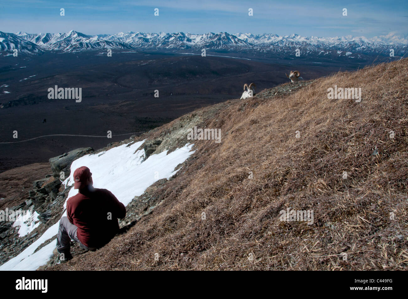 Dall-Schafe, Ovis Dalli, Denali National Park & zu bewahren, USA, Amerika, Nordamerika, Mai, Schafe, Tier, Schnee, Person, landscap Stockfoto