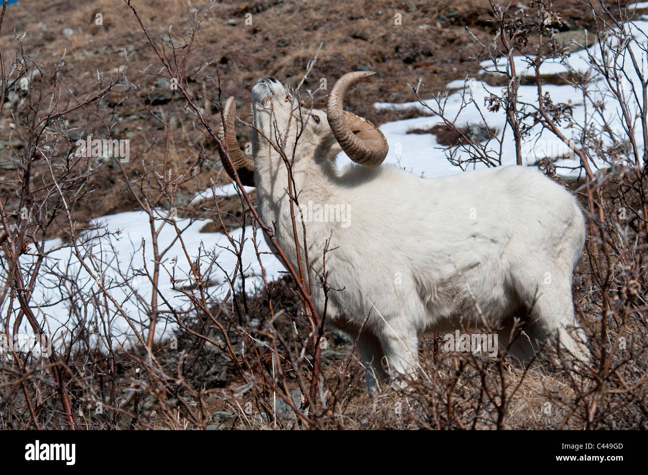 Dall-Schafe, Ovis Dalli, Denali National Park & zu bewahren, USA, Amerika, Nordamerika, Mai, Schafe, Tier, Schnee, Porträt, Essen Stockfoto