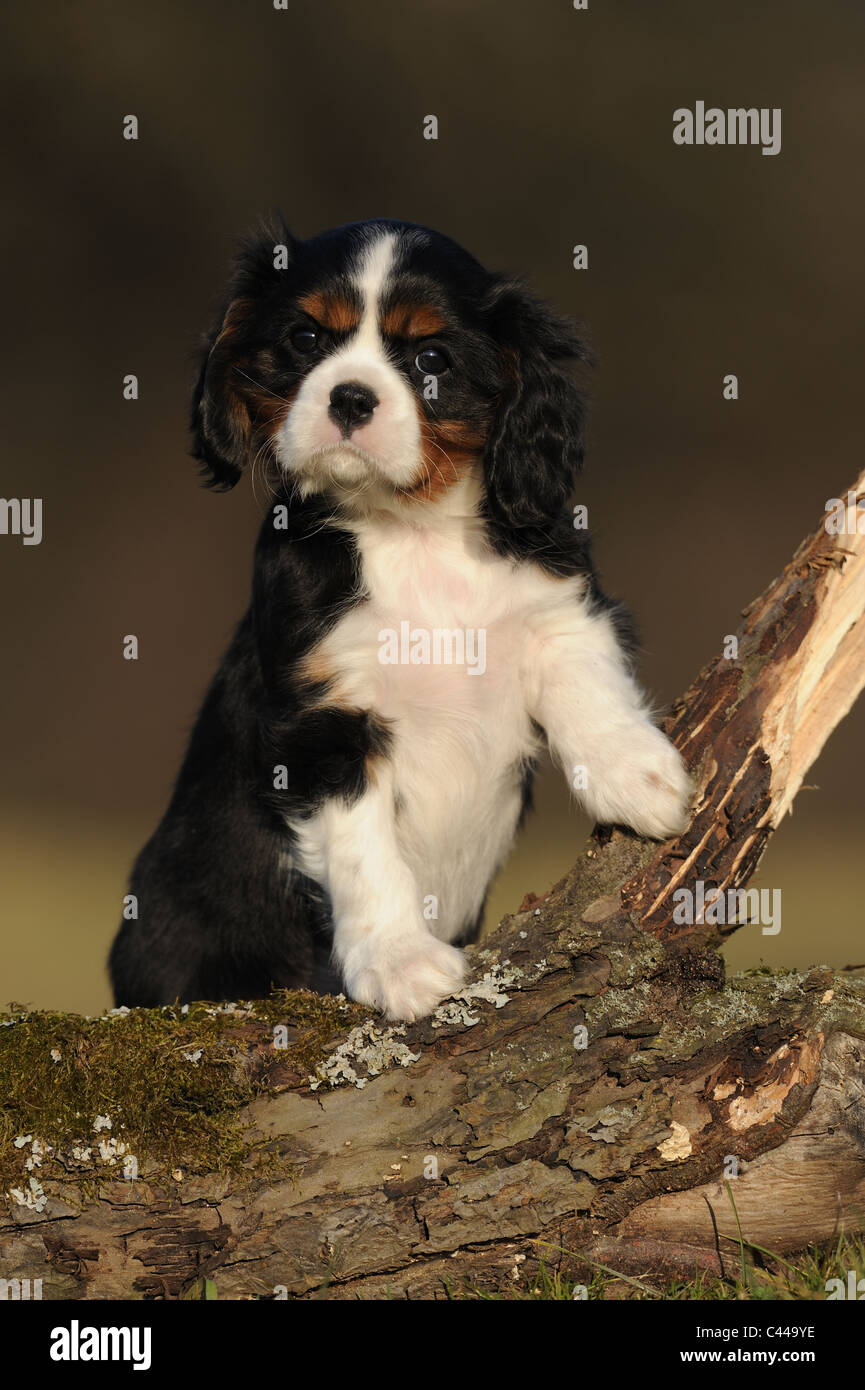 Cavalier King Charles Spaniel (Canis Lupus Familiaris), Welpen mit Blick auf eine Log. Stockfoto