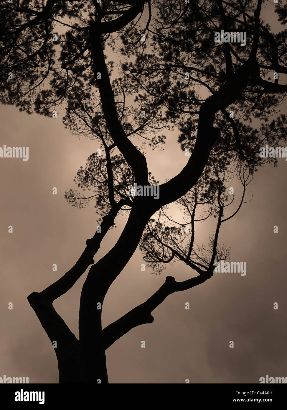 Silhouette der Baum mit Sonne versteckt hinter einem grauen Himmel Stockfoto