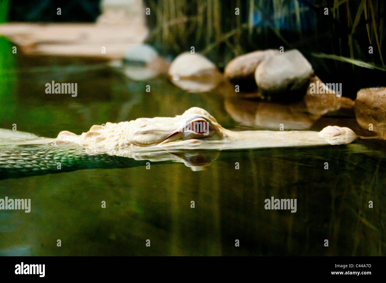 Albino Alligator, weiße, Schwimmen, River, USA, Nordamerika, Amerika, Tier Stockfoto