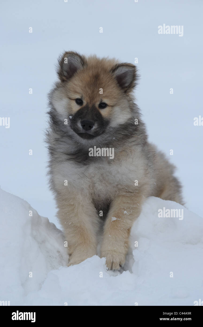 Eurasier, Eurasier (Canis Lupus Familiaris), Welpen im Schnee stehen. Stockfoto