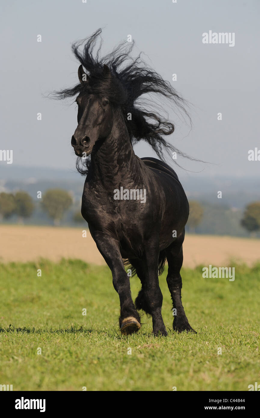 Schwarzes Pferd Im Galopp Stockfotos und -bilder Kaufen - Alamy