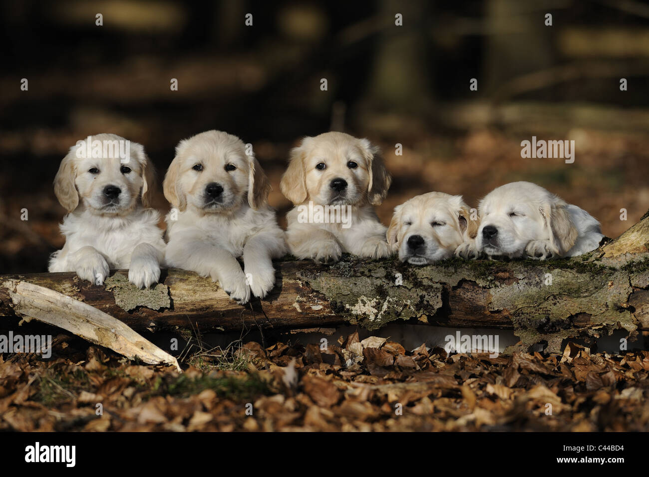 Golden Retriever (Canis Lupus Familiaris), sieben Welpen hängen über ein Protokoll. Stockfoto
