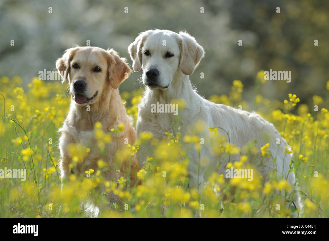 Golden Retriever (Canis Lupus Familiaris). Paar in blühenden Raps stehen. Stockfoto
