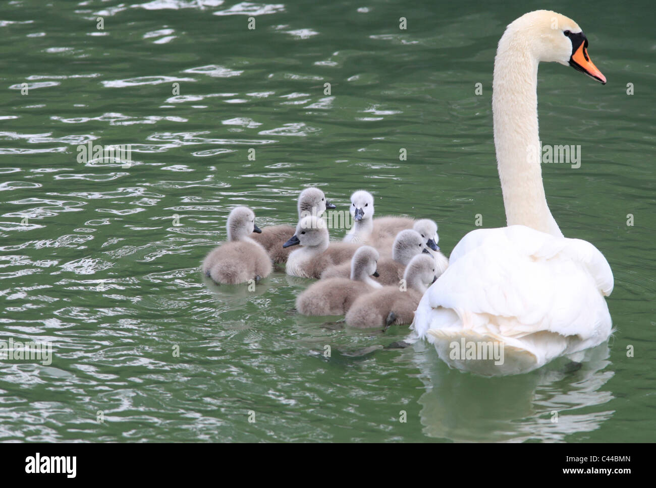 See, Schwan, Mutter Tier, jung, weiß, grau, Familie Stockfoto